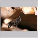 Psenulus sp - Grabwespe 06d 8-9mm.jpg